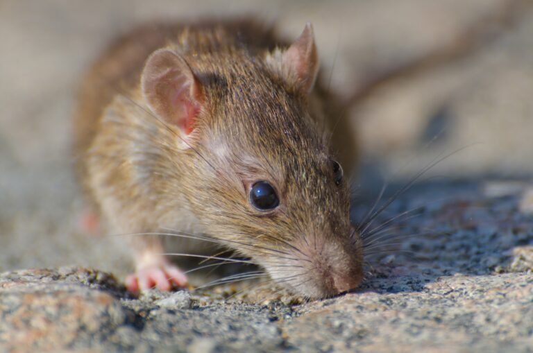 Jeune rat qui mange