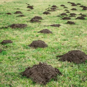 jardin infesté de taupinière